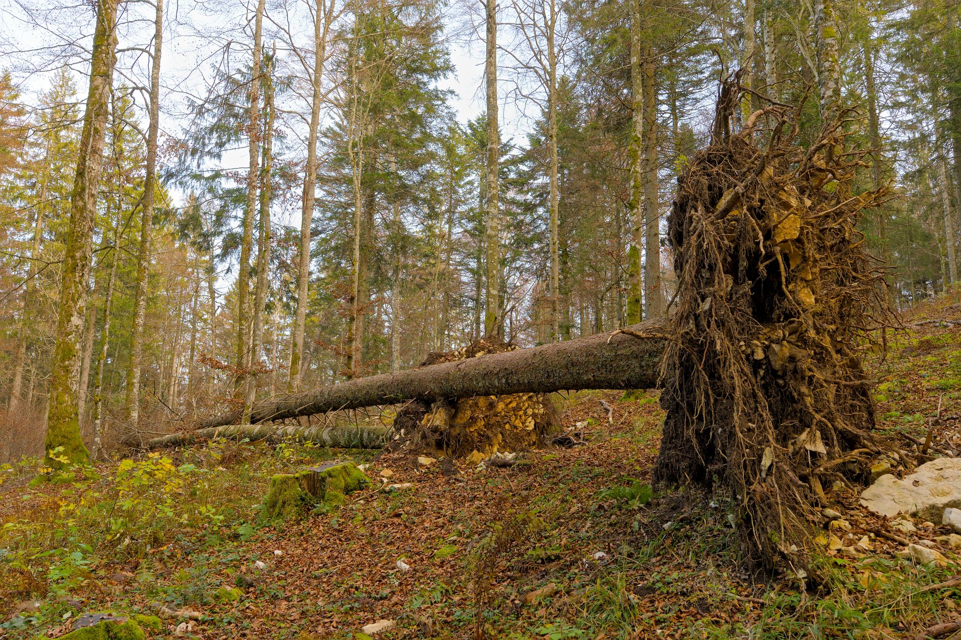 Enlèvement arbre urgence équipe à Vitry-sur-Seine